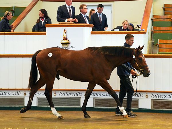 Genealogy at Book 1 of the Tattersalls October Yearling Sale 