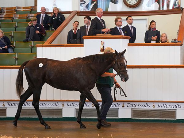 Perfect Your Craft at Book 1 of the Tattersalls October Yearling Sale