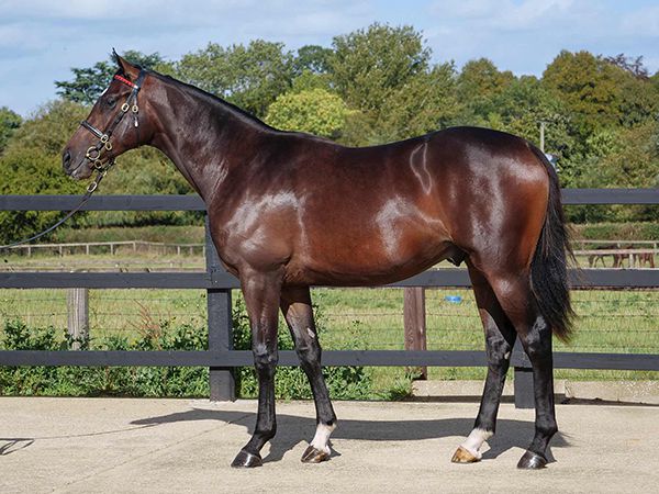 Sing Us A Song was bought for 200,000 guineas at Book 1 of the Tattersalls October Yearling Sale