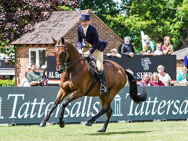 2022 winner of the Tattersalls RoR Amateur Ridden Show Series – Wonga Swinger, owned and ridden by Tori Thomas. 