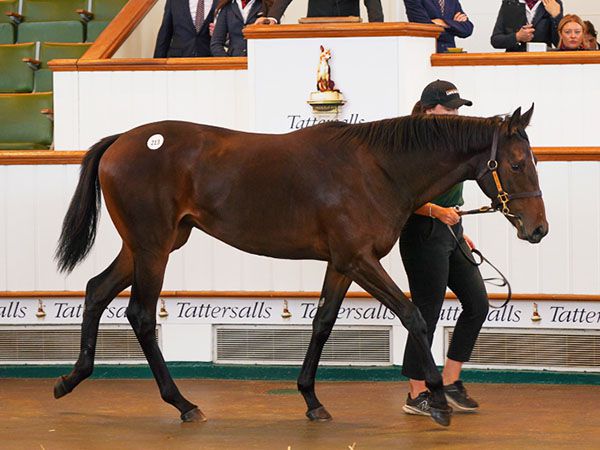 Sandtrap looks an exciting filly after winning on debut by 4 3/4 lengths. 