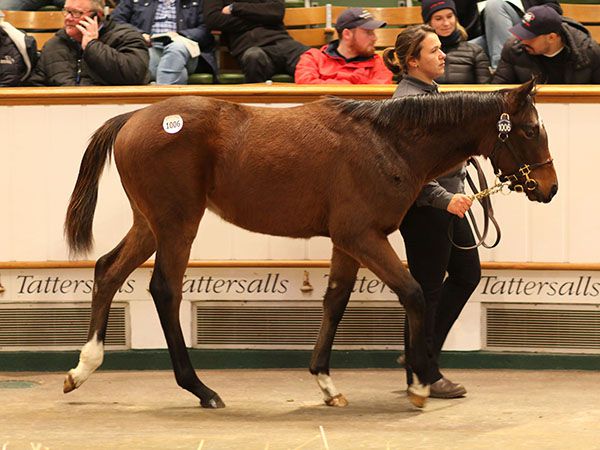 The Frankel filly foal out of SIVOLIERE who realised 360,000 Guineas at the 2019 Tattersalls December Foal Sale 