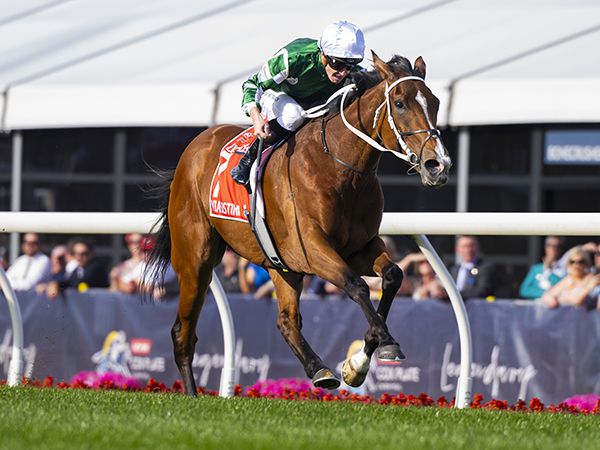 2024 Cox Plate and five-time Group 1 winner Via Sistina was bought for just 5,000 guineas at the Tattersalls December Yearling Sale and subsequently sold for 2,700,000 guineas at the Sceptre Sessions of the Tattersalls December Mares Sale 