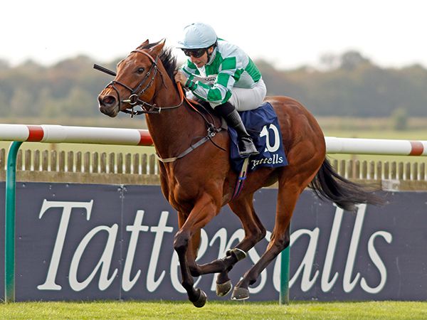 Woodhay Wonder was victorious in the 2023 £150,000 Tattersalls October Auction Stakes