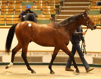 Tattersalls Newmarket