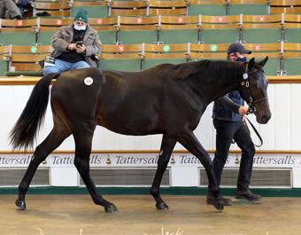 Tattersalls Newmarket