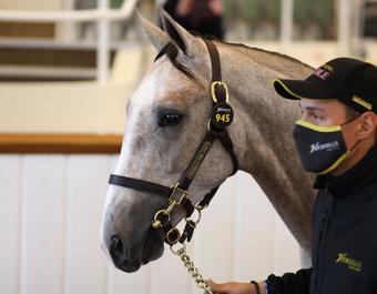 Tattersalls Newmarket