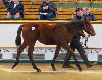 Lot 1095: Perfect Power (IRE) / Perfect Muse (GB)