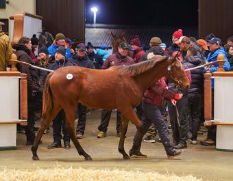 Lot 668: Mehmas (IRE) / Natalie's Joy (GB)