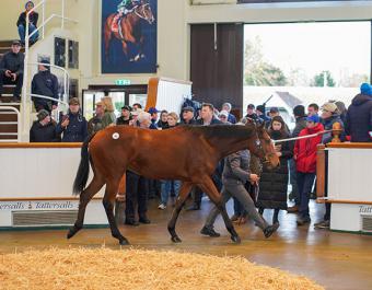 Lot 63: Dark Angel (IRE) / Entreat (GB)