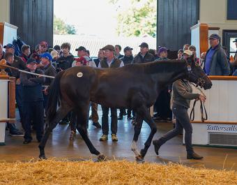 Lot 1055: Kameko (USA) / Potent Embrace (USA)