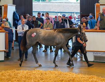 Lot 419: Havana Grey (GB) / Step Sister (GB)