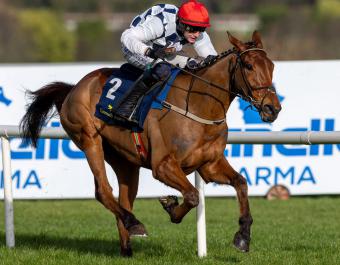 Leading hurdler Ballyburn is a graduate of the November National Hunt Sale.