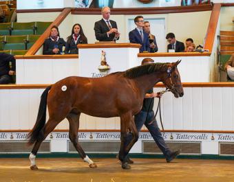 Dividend at Book 1 of the Tattersalls October Yearing Sale where he was purchased for 57,000 gns