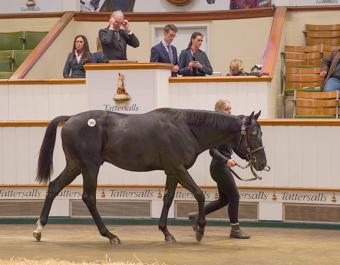 Fondo Blanco at Book 1 of the Tattersalls October Yearling Sale