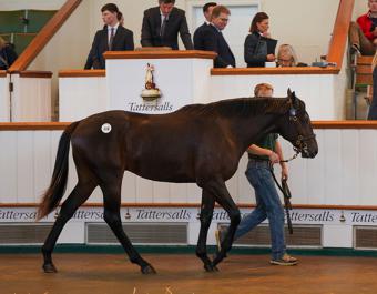 Celtic Chieftain was bought for 450,000 guineas at Book 1 of the Tattersalls October Yearling Sale