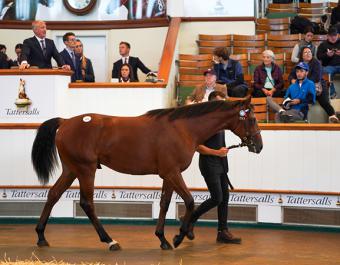 Galveston at Book 1 of the Tattersalls October Yearling Sale