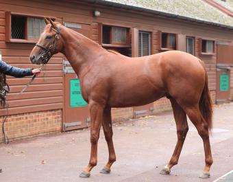 Tattersalls Newmarket