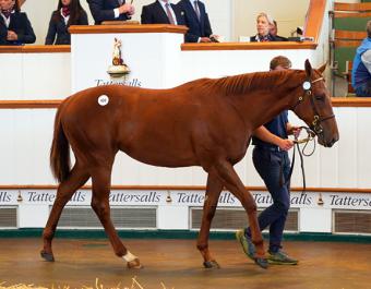 Jaliyah was bought for 80,000 guineas at Book 1 of the Tattersalls October Yearling Sale