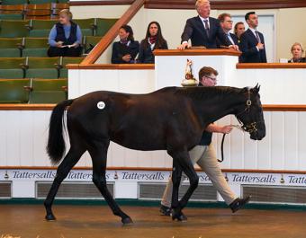 Tribal Nation at Book 1 of the Tattersalls October Yearling Sale