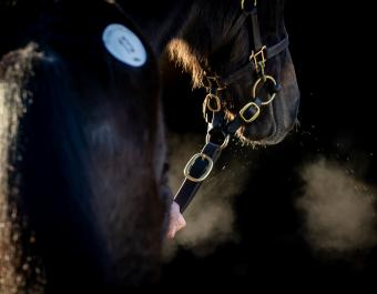 Winter Flat and National Hunt Sale will take place on Tuesday 28th January.