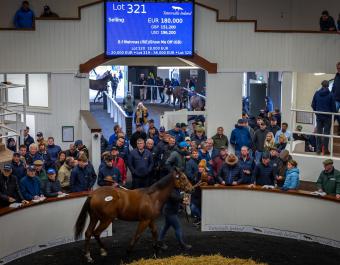 Lot 321 was sold by Castledillon Stud and purchased by Rabbah Bloodstock for €180,000.