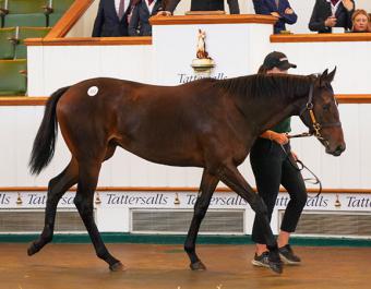 Sandtrap looks an exciting filly after winning on debut by 4 3/4 lengths. 