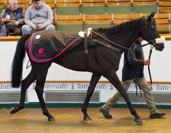 Lot 134: Debora's Dream (IRE)