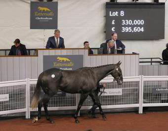 Top lot: Kovanis (Lot 8) was sold for £330,000 to Gordon Elliott by Gerald Quinn's Caherty Stables