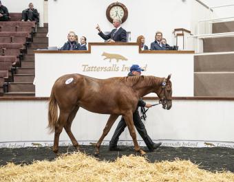 Lot 812 was consigned by Rockview Stables and purchased by Kilronan for €36,000.