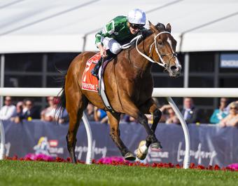 2024 Cox Plate and five-time Group 1 winner Via Sistina was bought for just 5,000 guineas at the Tattersalls December Yearling Sale and subsequently sold for 2,700,000 guineas at the Sceptre Sessions of the Tattersalls December Mares Sale