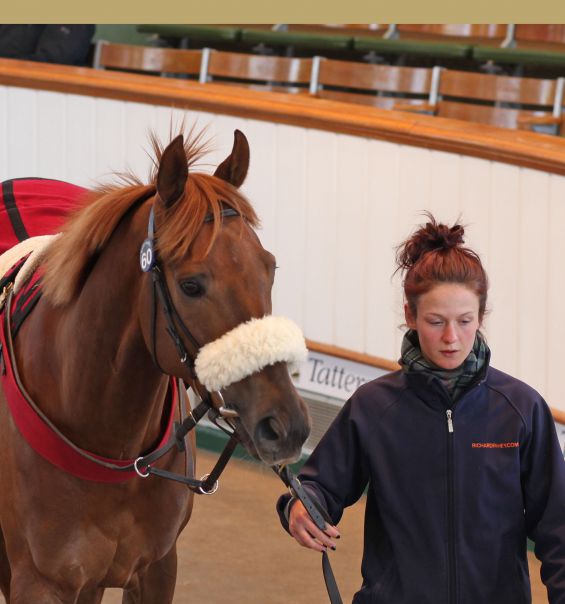 Guineas Horses in Training Sale